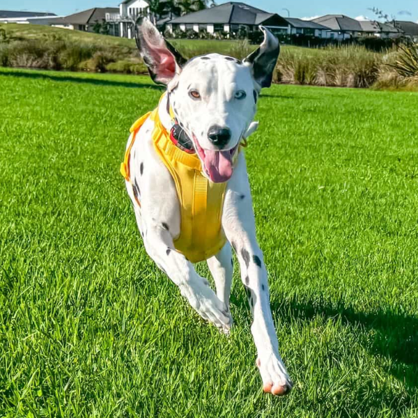 Dog Harness | Yellow Walkieez