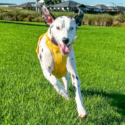 Dog Harness | Yellow Walkieez