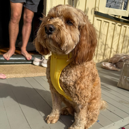 Dog Harness | Yellow Walkieez