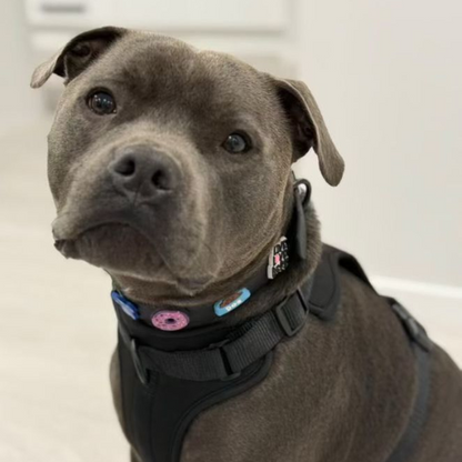 Dog Harness | Black Walkieez