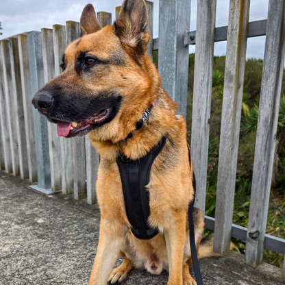 Dog Harness | Black Walkieez