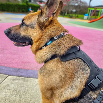 Dog Collar | Black Walkieez