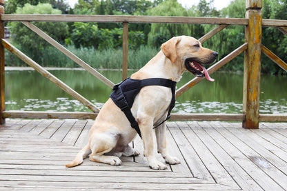 LARGE-BLACK Dog Harness Set Pet Adjustable Chest Strap Walking Collar Vest dealonline.co.nz