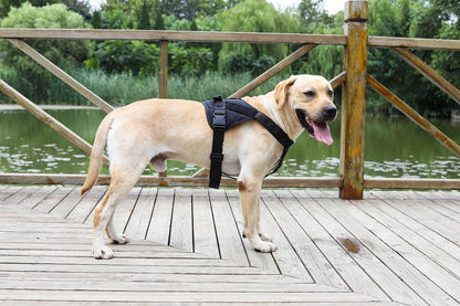 LARGE-BLACK Dog Harness Set Pet Adjustable Chest Strap Walking Collar Vest dealonline.co.nz