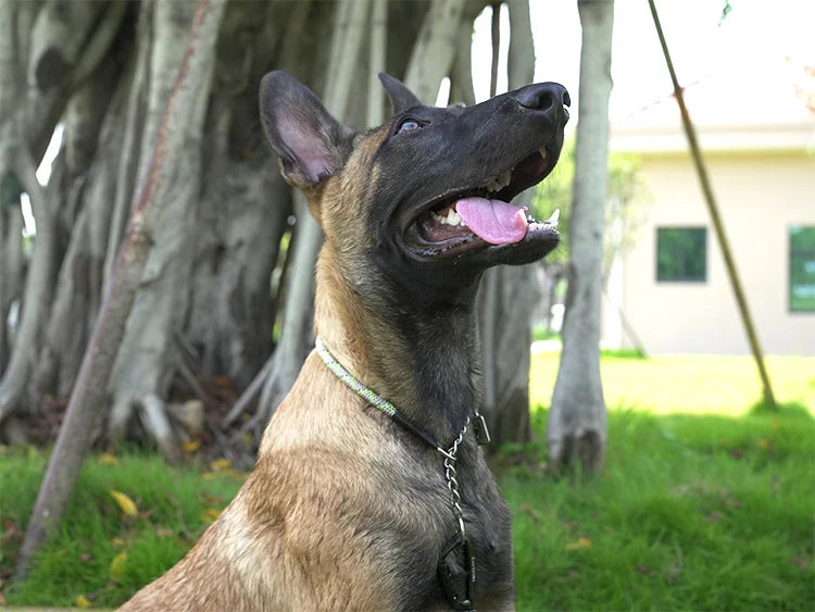 Truelove Pet P-Chain Nylon Dog Collar