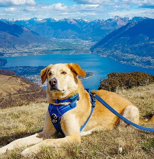 Truelove Pet Harness – Premium Comfort And Safety For Your Dog