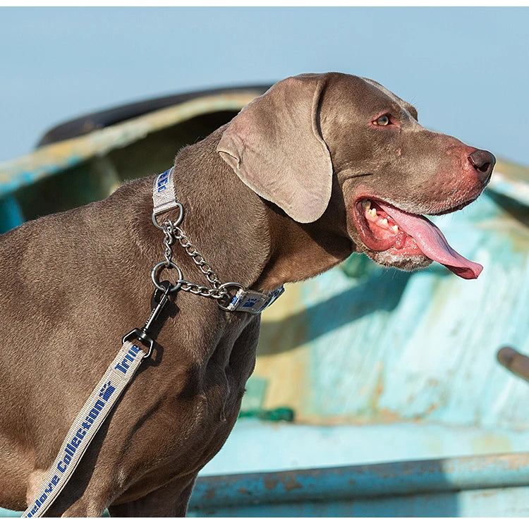 Truelove Dog Collar P-Chain Outdoor Nylon High Quality Stainless Steel Chain