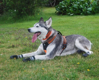 Truelove Sport Nylon Reflective No Pull Dog Harness Outdoor Adventure Pet Vest with Handle XS to XL 5 Colors In Stock Factory