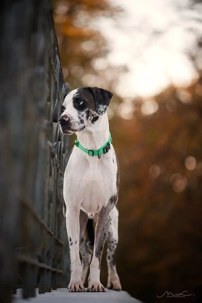Truelove Nylon Adjustable Dog Collar