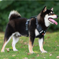 Dog Harness Set Pet Adjustable Chest Strap Walking Collar Vest dealonline.co.nz