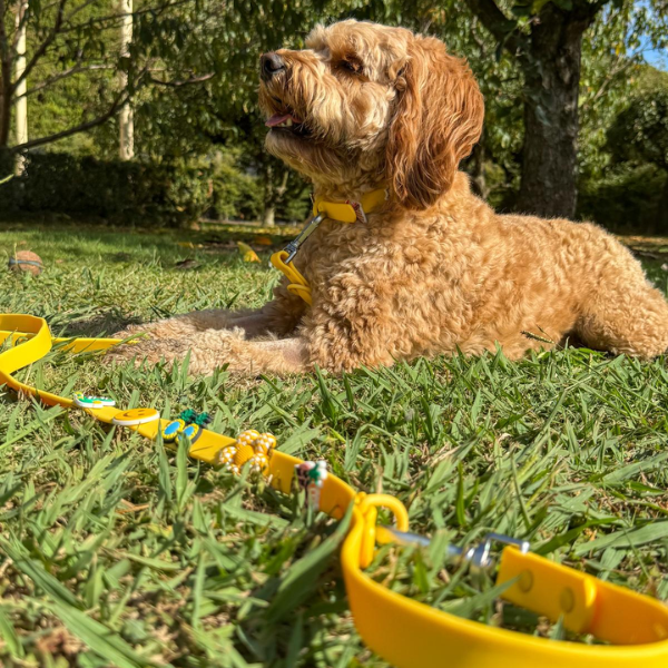 Customisable Dog Lead | Yellow Walkieez