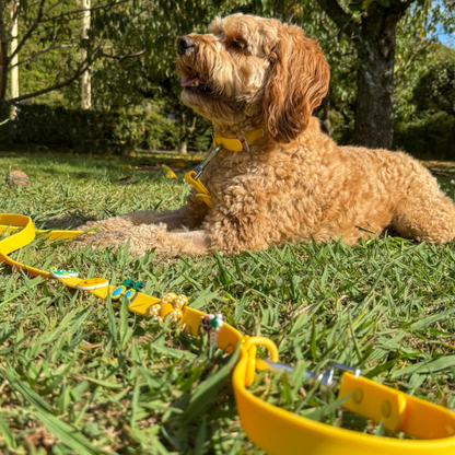 Customisable Dog Lead | Yellow Walkieez