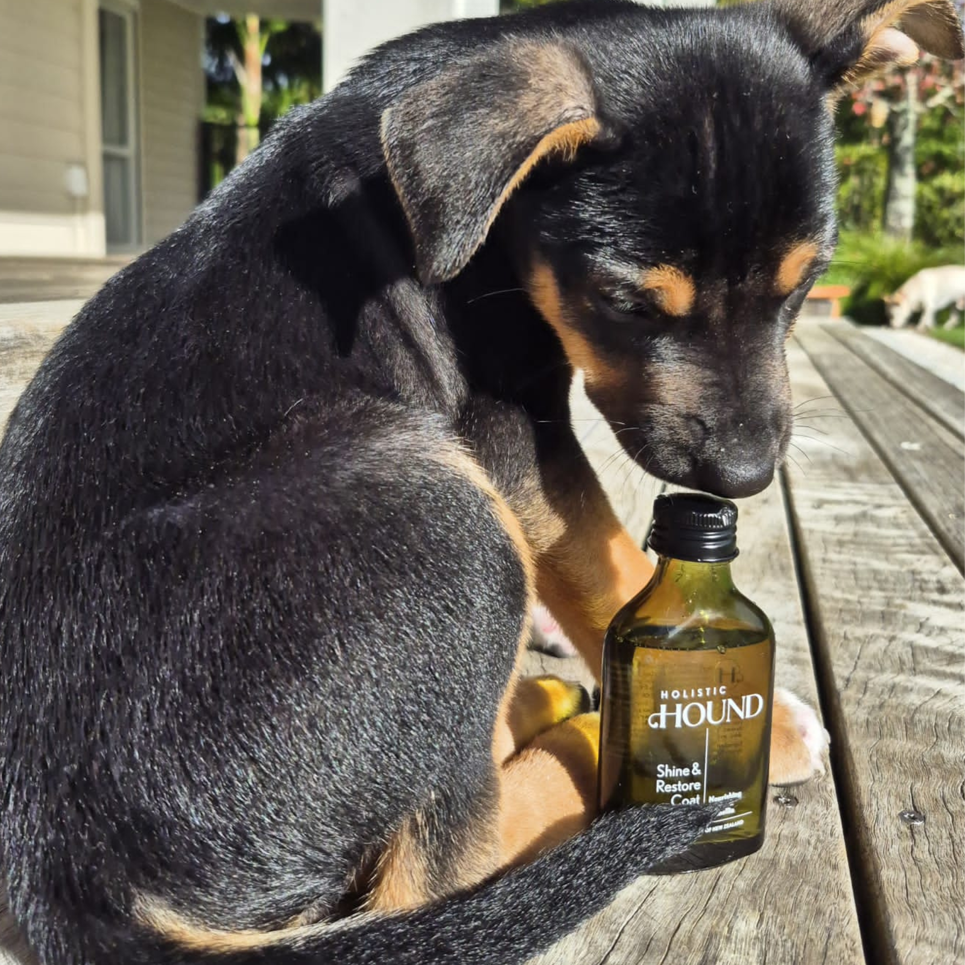 Holistic Hound - Shine & Restore Coat Serum 50mls Animal Addiction Limited