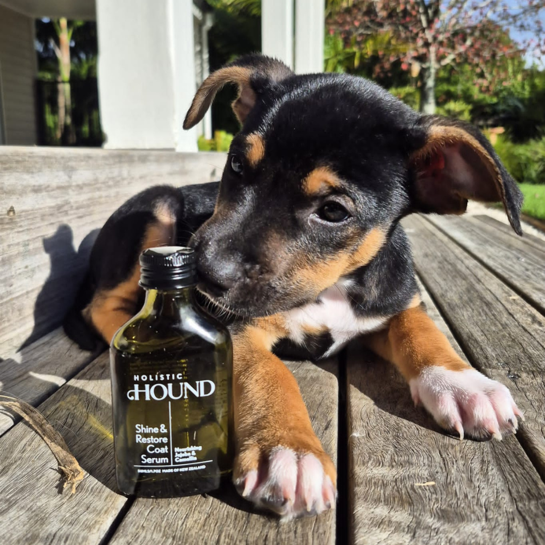 Holistic Hound - Shine & Restore Coat Serum 50mls Animal Addiction Limited
