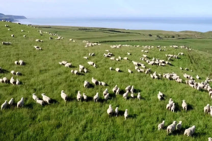 Wisewool™ Duvets Do Not Disturb Sleep Company